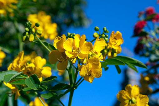 Benefits of the real natural valerian root